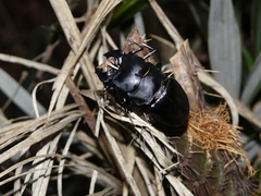 Odontolabis leuthneri