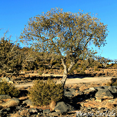 Olea europaea