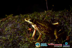 Atelopus coynei