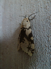 Afraloa