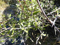 Olearia odorata