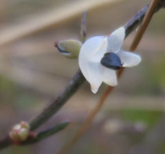 Muehlenbeckia ephedroides