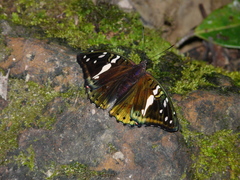 Euthalia whiteheadi