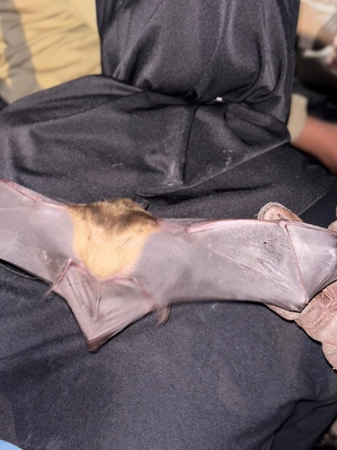 Scotophilus kuhlii