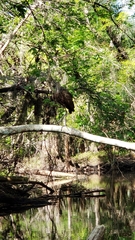 Aramus guarauna image