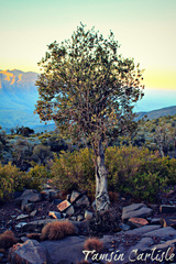 Olea europaea