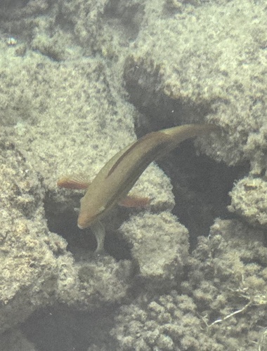 Scarus frenatus