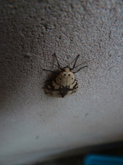 Afraloa