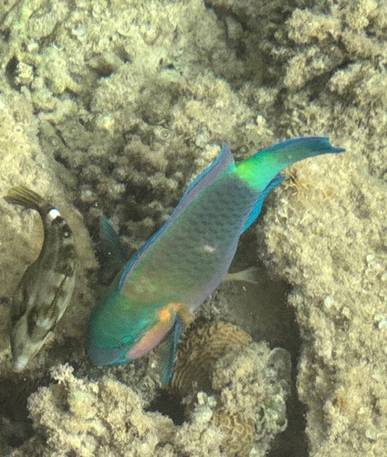 Chlorurus sordidus