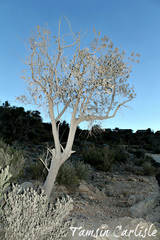 Olea europaea