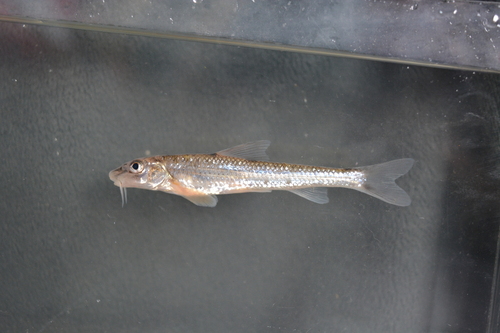 Amur Whitefin Gudgeon