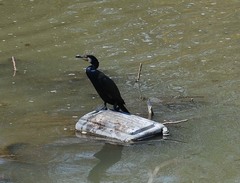 Phalacrocorax carbo