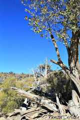 Olea europaea