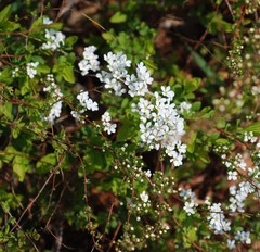 Spiraea prunifolia