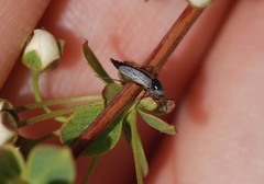 Chironomidae