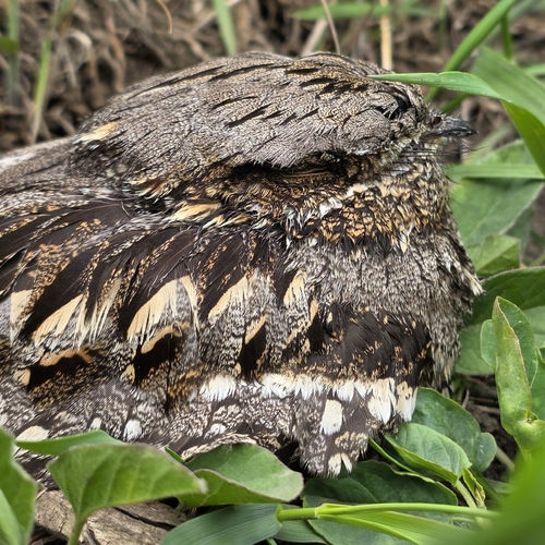 European Nightjar (Caprimulgus europaeus), photo 4