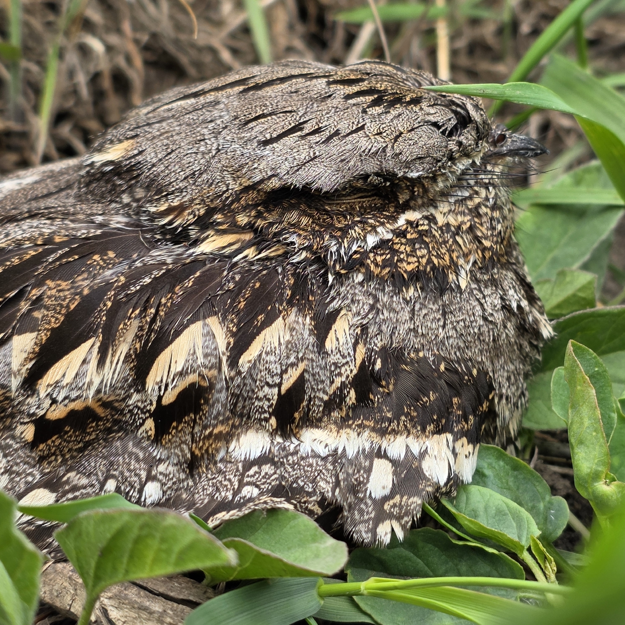 European Nightjar (Caprimulgus europaeus), photo 4