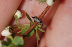 Chironomidae