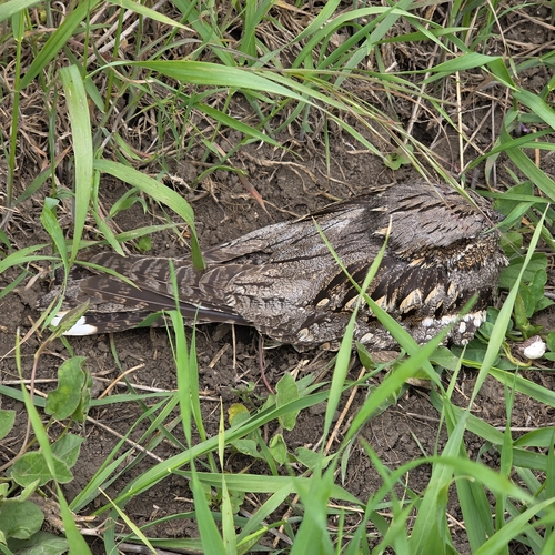 European Nightjar (Caprimulgus europaeus), photo 5