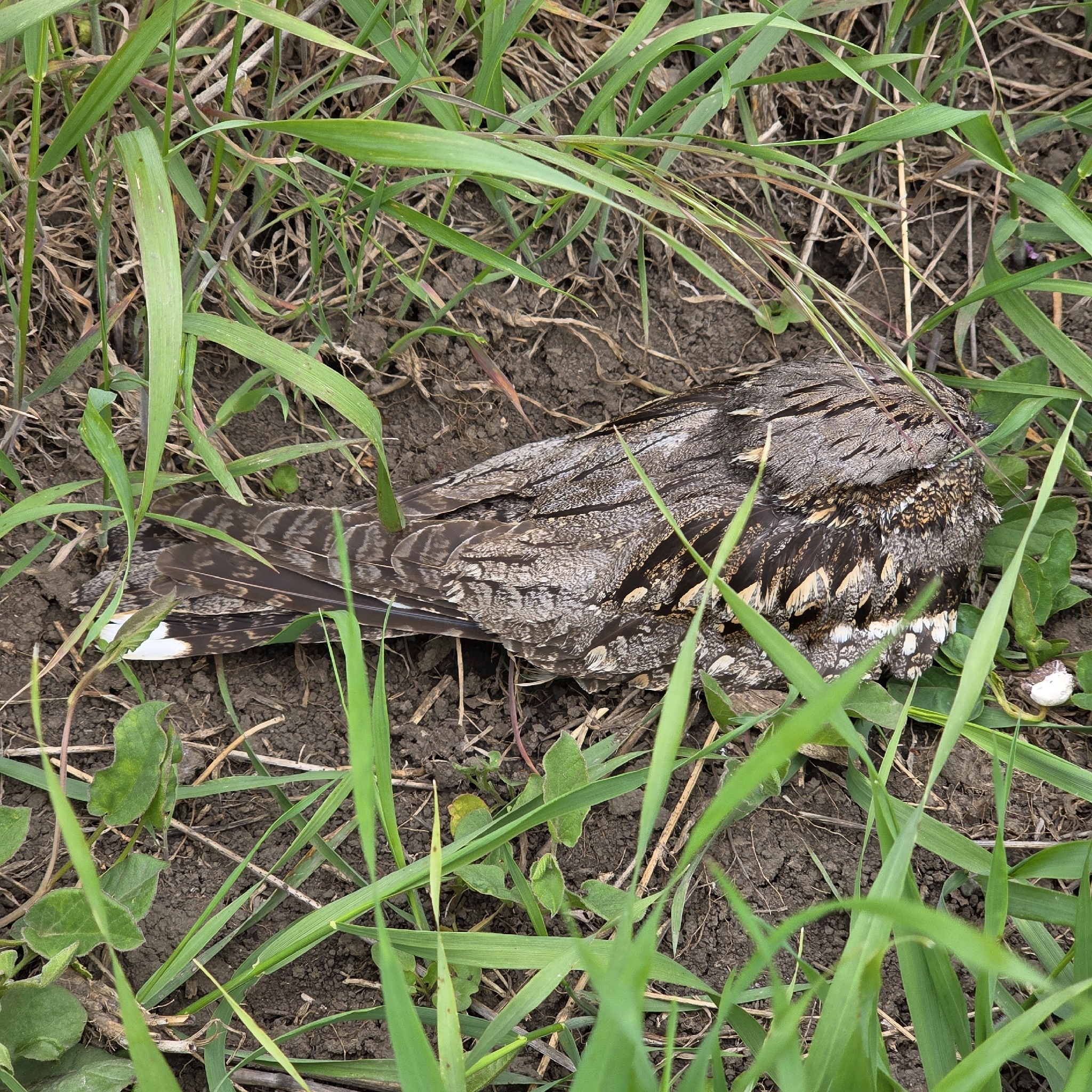 European Nightjar (Caprimulgus europaeus), photo 5