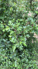author not stated, no rights reserved Crataegus granatensis, photograph author not stated, no rights reserved