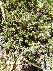 Pimelea prostrata