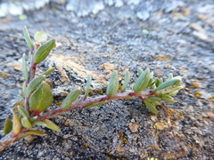 Pimelea prostrata