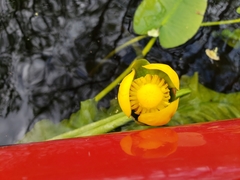 Nuphar sagittifolia
