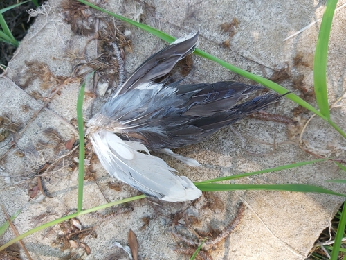Plume de Sarcelle d'été