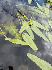 Nuphar sagittifolia
