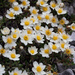 Mountain Avens - Photo (c) William Stephens, some rights reserved (CC BY)