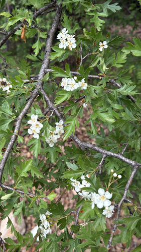 Crataegus granatensis