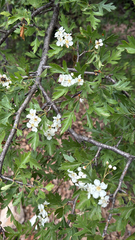 Crataegus granatensis