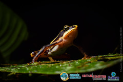 Atelopus longirostris