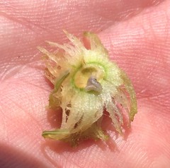 Amphibolips quercuscinerea