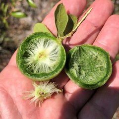 Amphibolips quercuscinerea