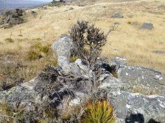 Carmichaelia crassicaulis