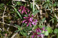 Daphne striata