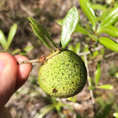 Amphibolips quercuscinerea