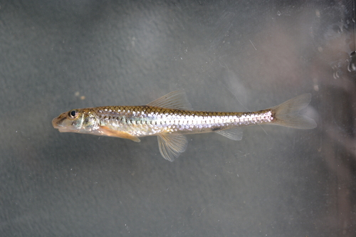 Amur Longnose Gudgeon