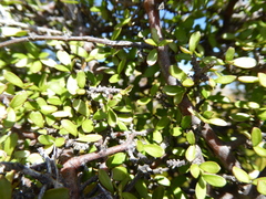 Coprosma ciliata