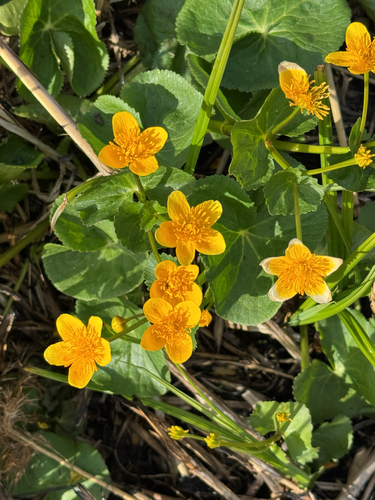 marsh marigold
