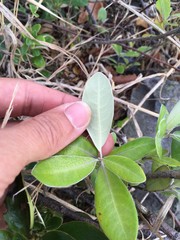 Pittosporum ralphii