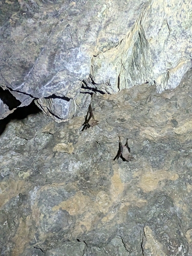 Small Mouse-tailed Bat