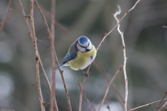 Cyanistes caeruleus