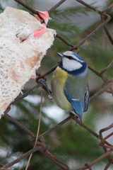 Cyanistes caeruleus