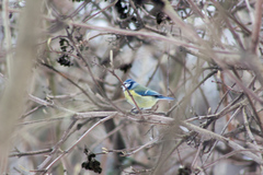 Cyanistes caeruleus