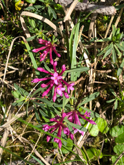 Daphne striata
