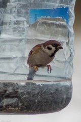Passer montanus