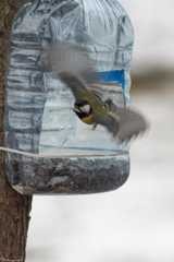 Parus major